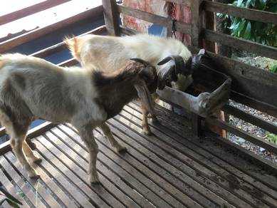 Kambing Aqiqah