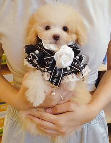 Poodle