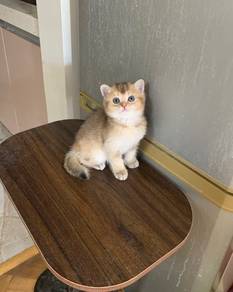 Golden British Shorthair CFA Certificate BB1
