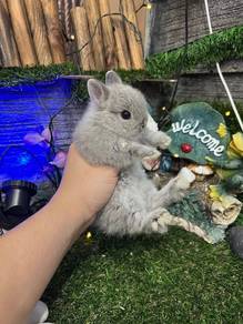 Netherlands Dwarf