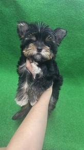 Pure Breed Yorkshire Terrier (M) 纯种 标体约克夏 男生