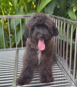 toy poodle