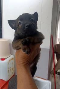 Belgian Shepherd