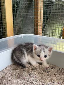 Bengal Mix Dlh