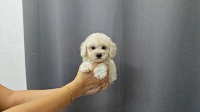 QW26 Tiny poodle #mka REG little cute puppies