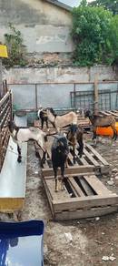 Kambing Kampung