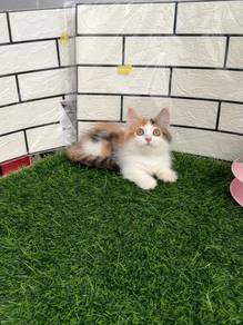 Minuet Calico kitten