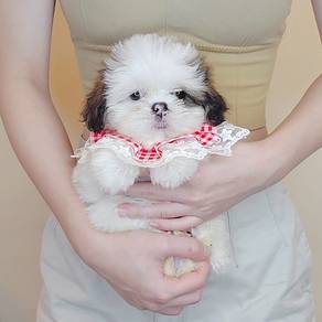 Shih Tzu