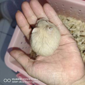 Hamster Campbell Beige Female