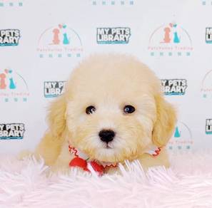 Maltipoo
