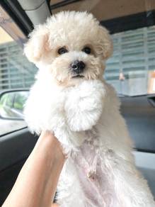 3 months + Bichon Frise Male 