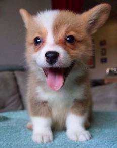 Doll-like Corgi Adorable Short Leg Puppy Dog