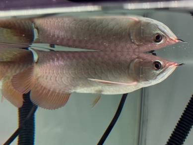 Arowana Golden Crossback Champion Spec