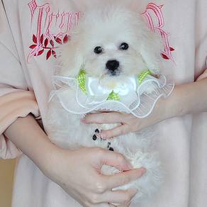 Bichon Frise