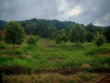 Agricultural Land in Tampin, NSN