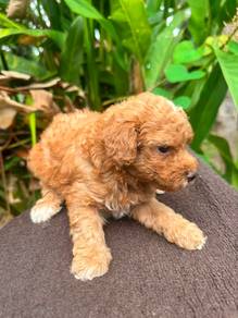 Poodle