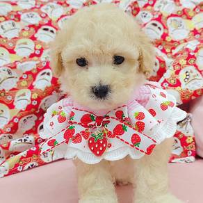 Poodle