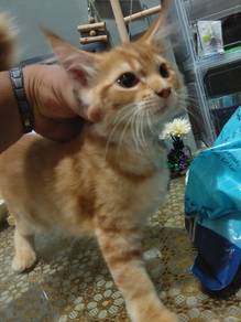 Mainecoon Kucing