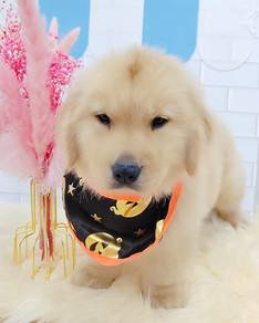 Golden Retriever