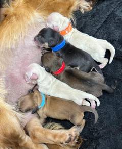 Miniature Dachshund