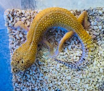Leopard Gecko- Stripe