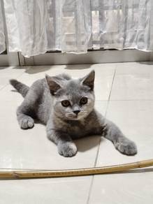 British Shorthair comel untuk dijual