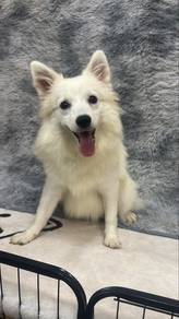 Japanese Spitz female Puppy RF-1