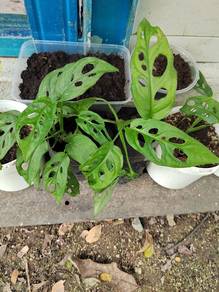 Keladi Monstera Adansonii