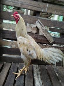 Ayam sabung baka