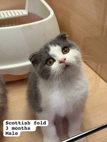 Scottish Fold Untuk Dijual !!