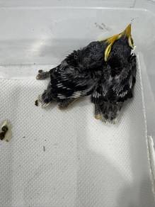 Burung anak suap sepasang