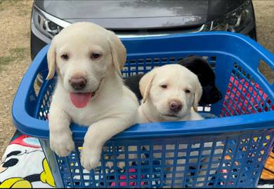 Labrador-3