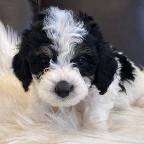 F2839 Affectionate Shihpoo Cute Teddy Face Puppy B