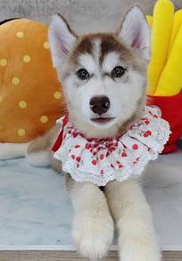 Wooly Husky