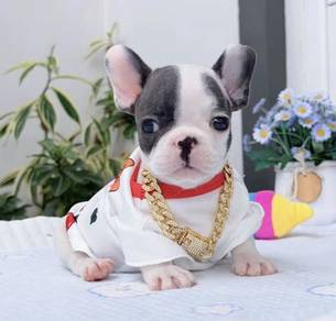 FRENCH BULLDOG PUPPIES VIP175🌻Cute & Healthy Boy