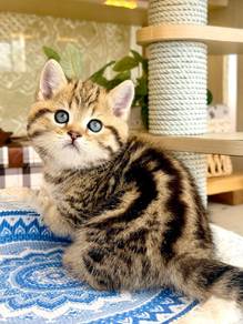 Short leg kitten-