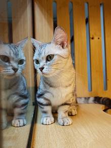 American Shorthair Munchkin Imported China female