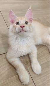 Cream Maine Coon