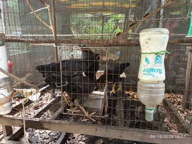 Ayam Kampung Murah Murah
