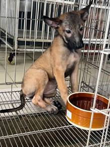 Belgian Shepherd