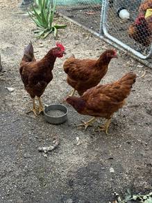 Ayam RIR Rhode Island Red Dewasa