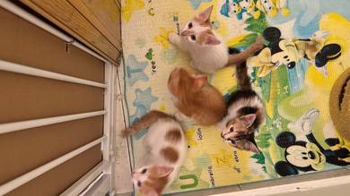 Domestic Long Hair (DLH) Kitten