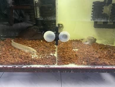 Channa stewartii dan asiatica 4/5inci untuk 2 ikan