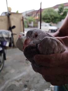 Burung Merpati racing homer