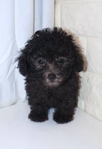 J0453 Grey Poodle Teddy Bear Puppy