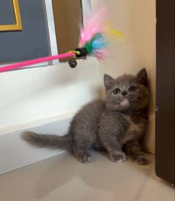 BSH & Munchkin kitten