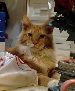 Mainecoon cat original pure breed
