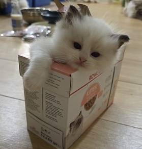 ragdoll