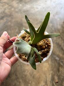 Platycerium cv OMG