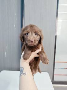 Maltipoo